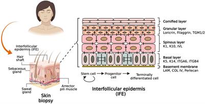 Differentiation of pluripotent stem cells for modeling human skin development and potential applications